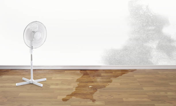 Best Local water damage restoration  in Weston, FL